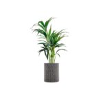 Kleo Large Cachepot - Grey